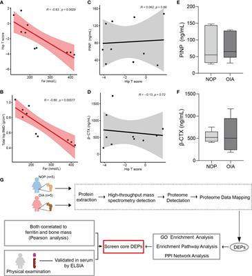 Deciphering core proteins of osteoporosis with iron accumulation by proteomics in human bone